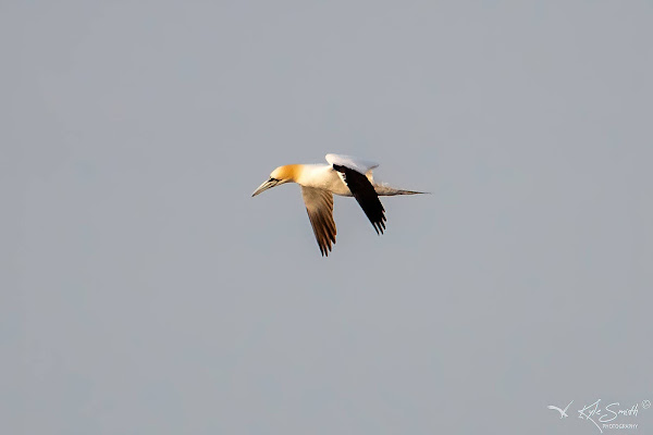 Gannet