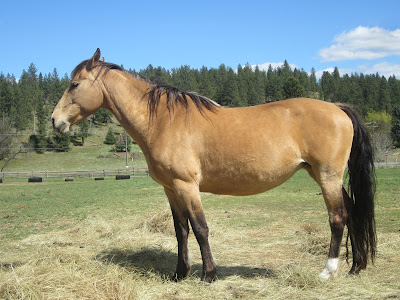 Conformation of Spirit, a buckskin American Saddlebred