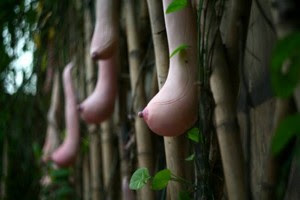 Boob Gourd, Buah unik yang Berbentuk Seperti Payudara Wanita