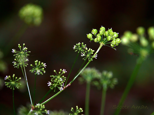 Panax japonicus