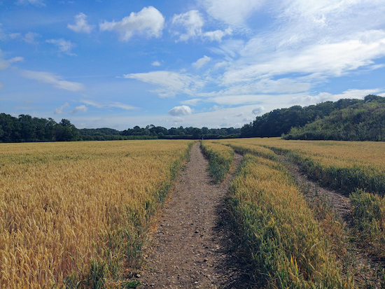 Hunsdon footpath 17 going through the crops as mentioned in point 1 below Photograph by Hertfordshire Walker released via Creative Commons