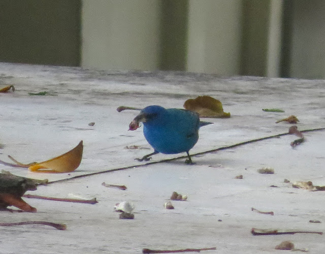 Indigo Bunting - Key West, Florida