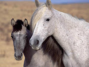 Cavalos maravilhosos são os cavalos MUSTANGS muito rápidos ,eles tem a .