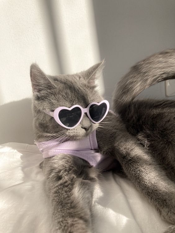 Cute cat profile pictures