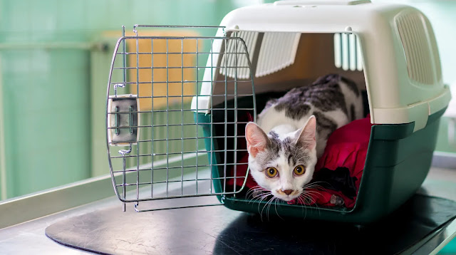 pet-transport-services
