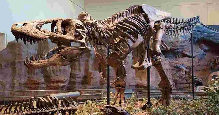di mana tempat terbaik untuk menemukan fosil dinosaurus