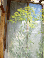 Dill Plants at almost 7 feet tall