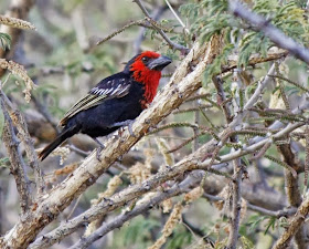 Black billed Barbet