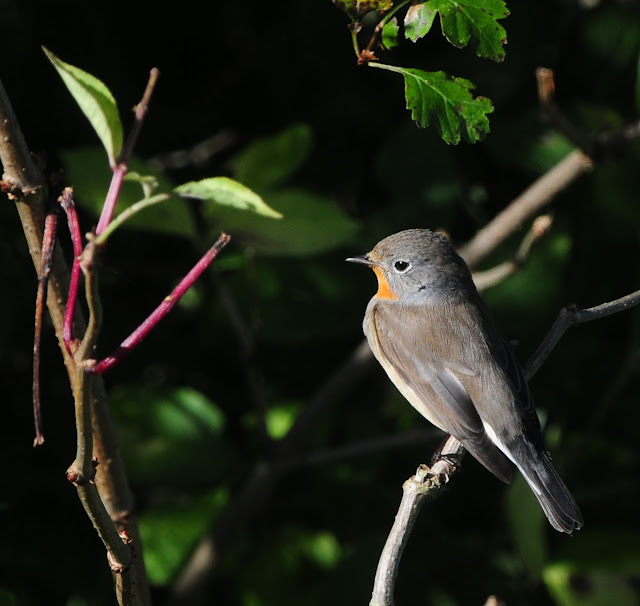 Red-Breasted Flycatcher at Beachy Head