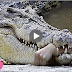 Giant Crocodile Attack Human In Thailand