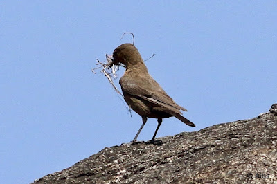"Brown Rock Chat - Oenanthe fusca , perched on a rock with nesting material."