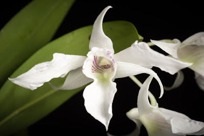 Dendrobium johnsoniae care and culture