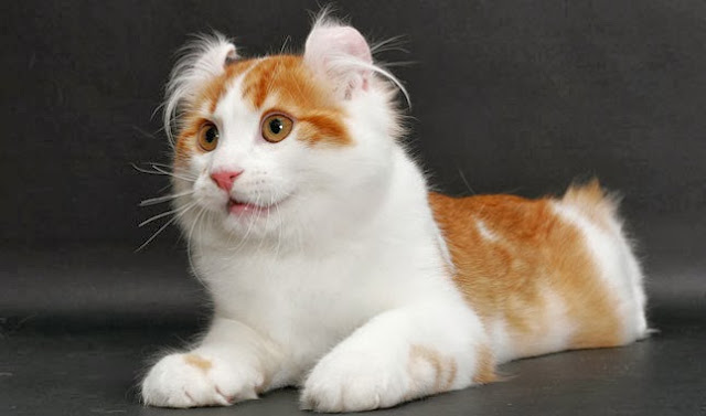 American Curl Cat Personality
