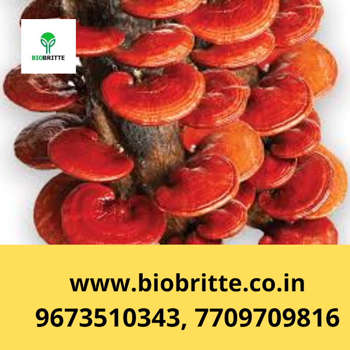 Scope Of Ganoderma Mushroom In As Sib  | Buy Ganoderma Mushroom Spawns In Oman | Mushroom Seeds Shop In Oman