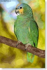 papagaio 3