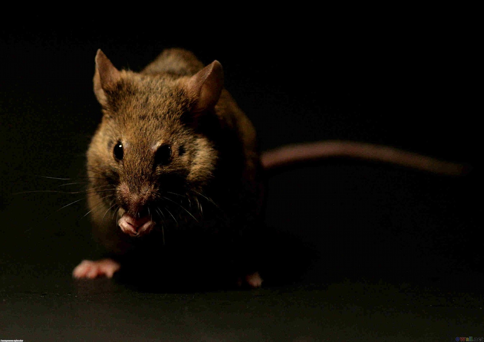 Rats Funny Animals HD Wallpapers Download Free Map Images Wallpaper [wallpaper684.blogspot.com]