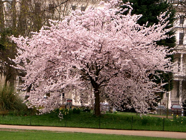 BlackPinky I want to be Japanese Cherry Blossom  Tree  