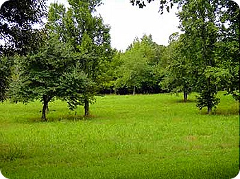 pasture-3
