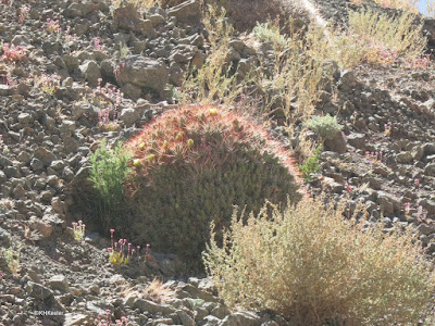 plants, Atacama Desert
