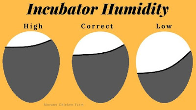 Correct incubator humidity for hatching chicks