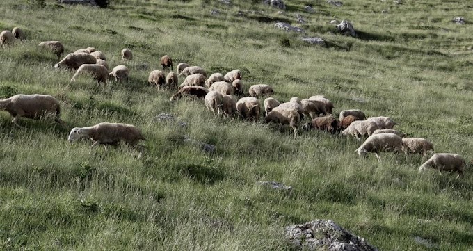 Γιώργος Βαρεμένος-Ξηρόμερο: Όσα ζώα αφήνουν οι λύκοι πνιγμένα, σπεύδουν τα αγριογούρουνα να τα αποτελειώσουν.
