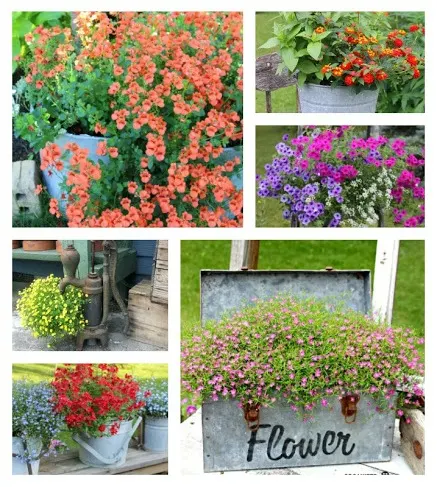 Move Over Petunias, Give Under-Used Annuals a Second Look www.organizedclutter.net