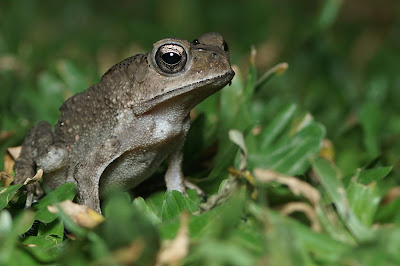 toad, bufonidae, lawn, grass, amphibians
