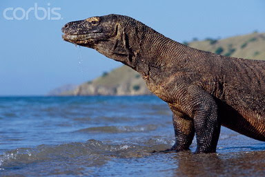 Taman Nasional Komodo