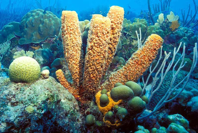Pengertian Ciri Klasifikasi dan Peranan Porifera  