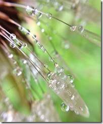 SueReno_BoydBigTreePreserve_DandelionPuffball_2