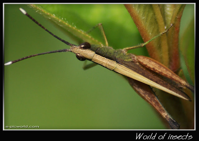 grasshopper picture