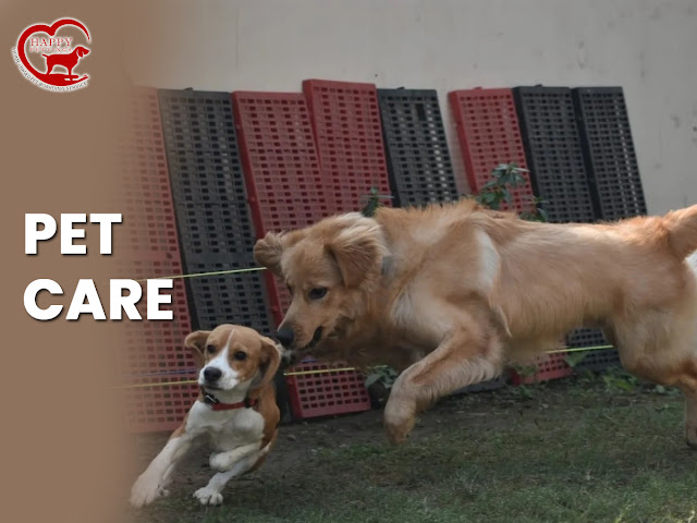 Pet care in Noida