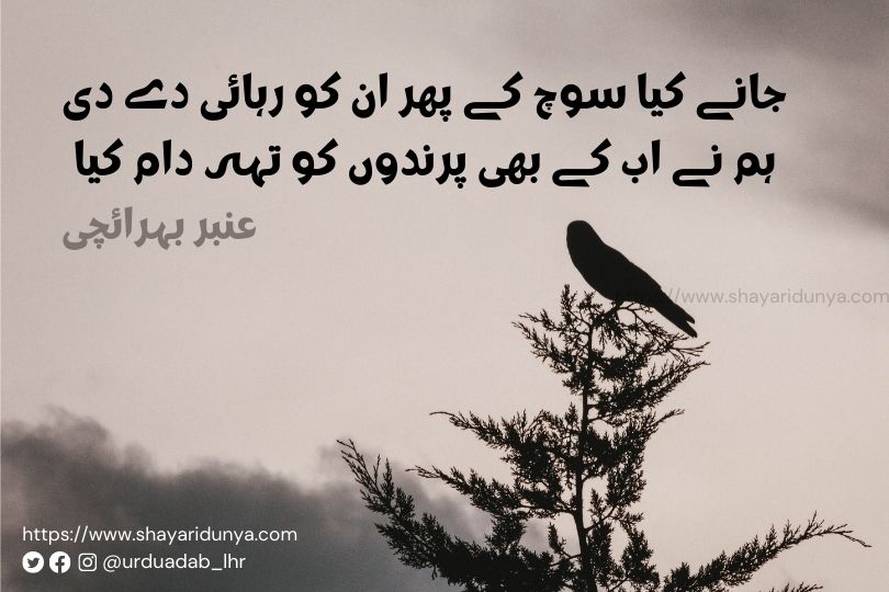 Best parinda shayari | parinda urdu Poetry | Azad Parinda Shayari | parinda shayari collection