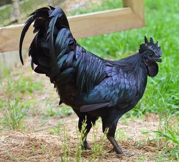 10 Rare Melanistic Animals That Actually Exist | Black Animals