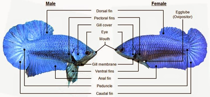 Cara Menentukan Jenis Kelamin Jenis Ikan Cupang