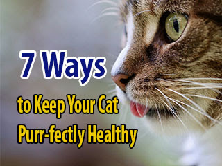 7-Ways-to-Keep-Your-Cat-Purr-fectly-Healthy
