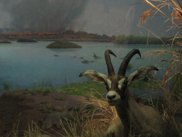 Natural History Antelope - An antelope ruminates in a diorama at the American Museum of Natural History.