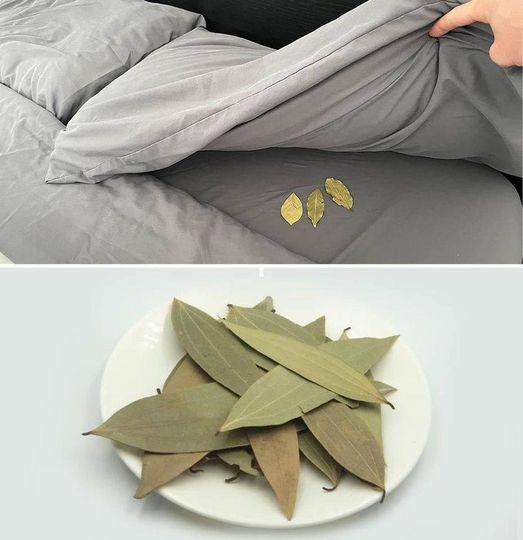Place three bay leaves under the bed before bed: here’s why