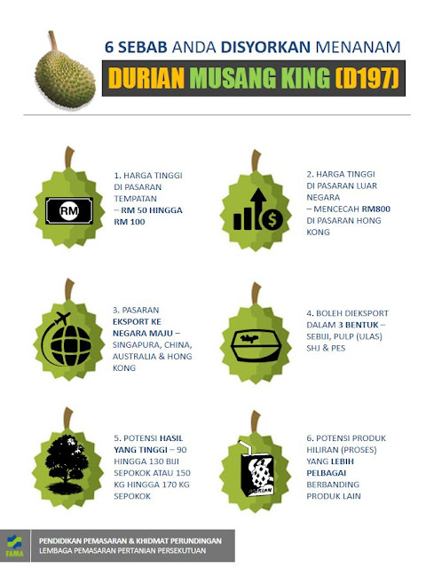 6 Sebab Disyorkan Tanam Musang King