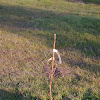 Bare Root Fruit Trees For Sale : Where Should You Buy A Fruit Tree Greg Alder S Yard Posts Southern California Food Gardening - Supplied straight from our cold stores to you at home, you can be assured.