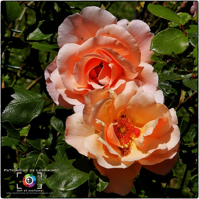 GELAUCOURT (54) - Jardin d'eau de l'Aubepré