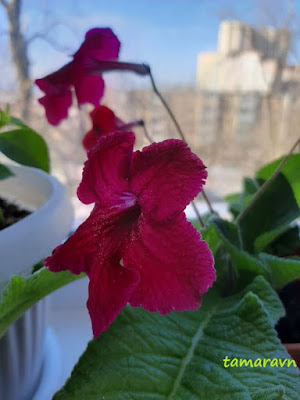 Стрептокарпус (Streptocarpus)