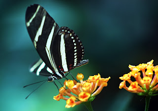 Download Free Desktop Wallpaper Butterfly Dean Forbes
