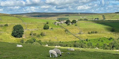 Sheep grazing in UK countryside