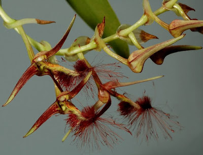 Bulbophyllum barbigerum care and culture