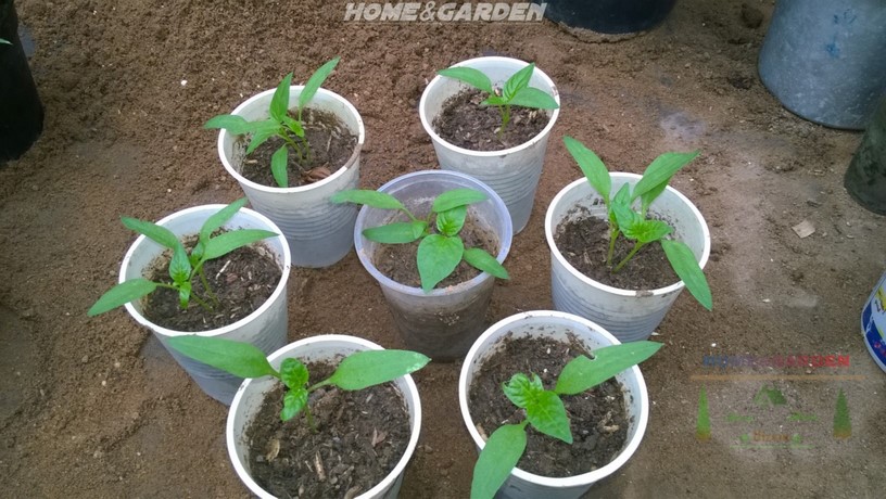 After transplanting, keep the peppers warm and well-lit. The ideal temperatures range between 70 and 80 degrees Fahrenheit (21 to 27 degrees Celsius). Remember that bell peppers need plenty of light to grow.