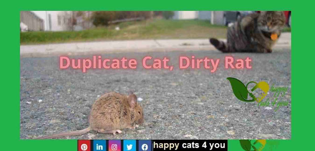 Duplicate Cat, Dirty Rat happy cats, happy birthday cats, happy birthday with