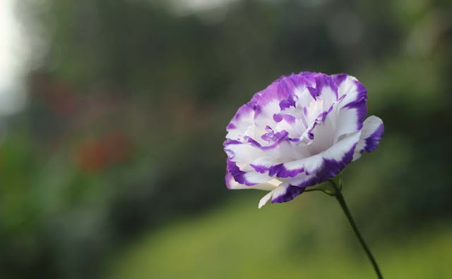 Lisianthus Flowers Pictures