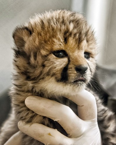 lion,lioness,world class animal,white lion,funny lion,lion kissing,cub,mammalia,animalia,chordata,leo,sleeping lion,lion hunting,dangerous animal