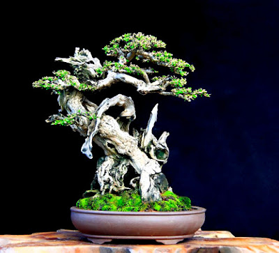 Bonsai Sancang premna microphylla SOBAT BONSAI